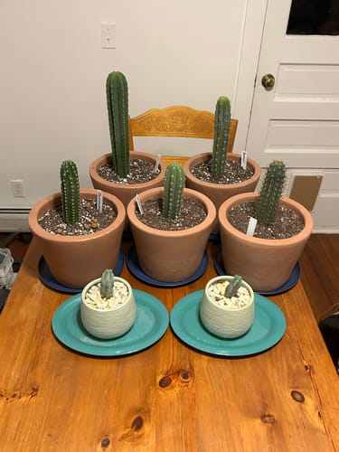 Customer photo review of Cactus Collector Variety Packs | Trichocereus Cactus Variety Packs