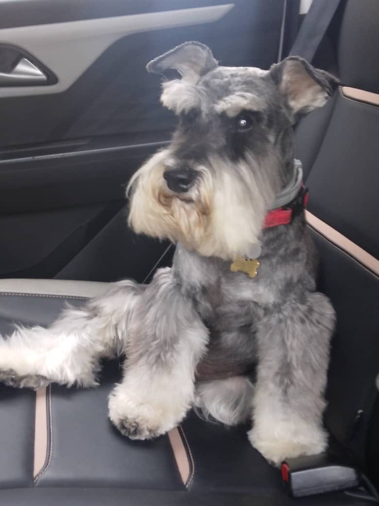 Customer photo review of Royal Canin Veterinary Diet - Hepatic Canned Dog Food