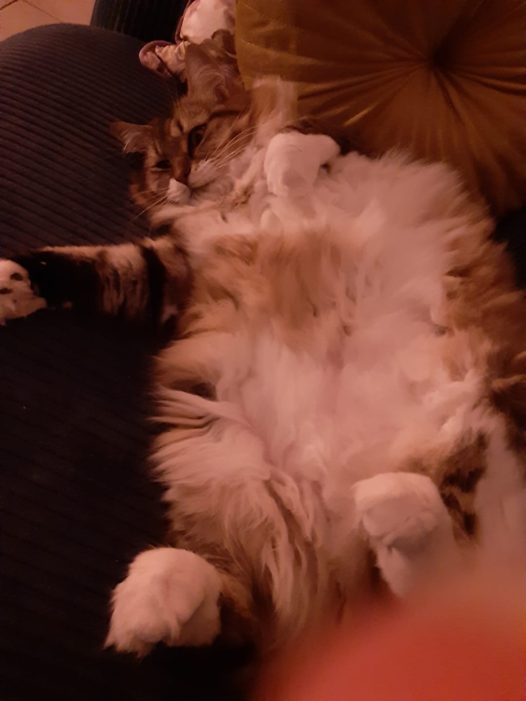 Customer photo review of Croquettes riches en poissons blancs frais (chat stérilisé)