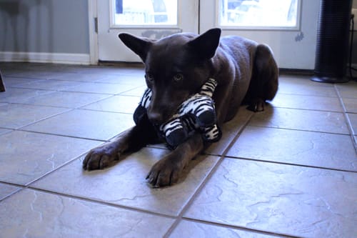 Customer photo review of Tough Plush - Triple Stitch