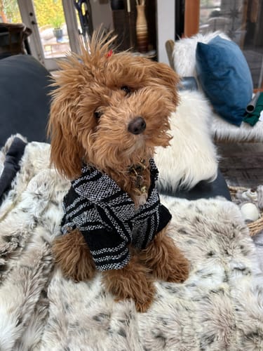 Customer photo review of Playa Poncho - Surprise Color