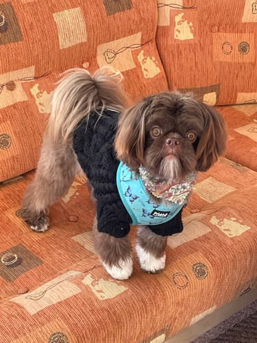 Customer photo review of Pawsome Pullover - Black