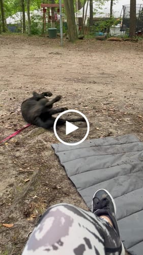 Customer video review of Allergietest Plus Hund