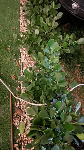 Customer photo review of Clusia