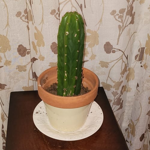 Customer photo review of Imperfect San Pedro Cactus Cuttings | Echinopsis (Trichocereus) pachanoi Cuttings
