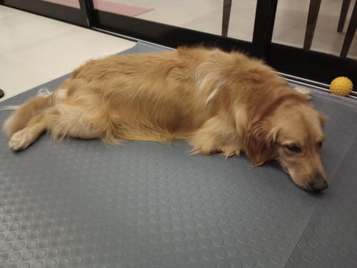 Customer photo review of Tapete Moeda