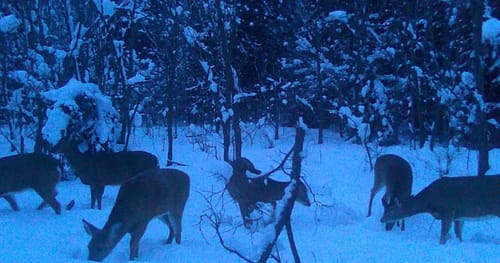 Customer photo review of STOCKPILE™ DEER BLOCK - 20 LBS
