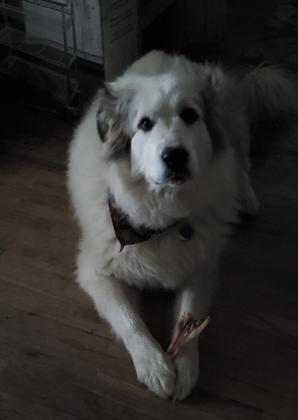 Customer photo review of Chewy Ostrich Flat Tendon. Long-lasting, Natural Dog Chew Treat by Savannah Pet Food