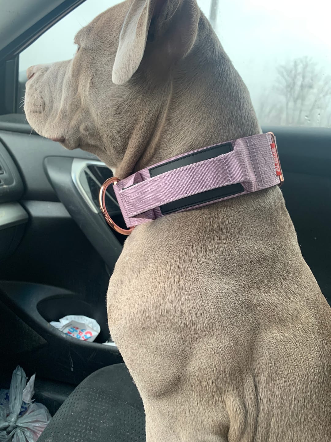 Customer photo review of 2" Tacti Luxe Dog Collar - Rose Gold - Sofia