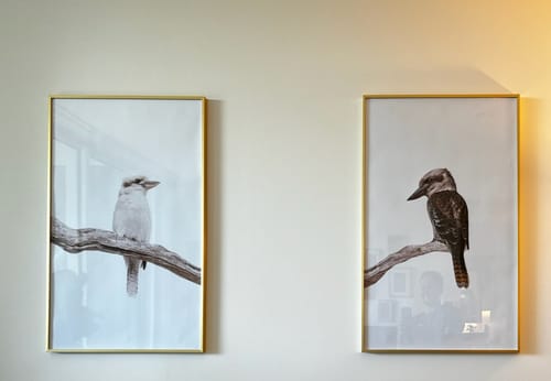 Customer photo review of Kookaburra Pair - Two Piece Kookaburra Photographic Print Set on White Diptych