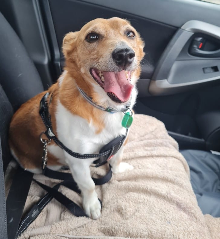 Customer photo review of Canine Joint Plus™️ 500g