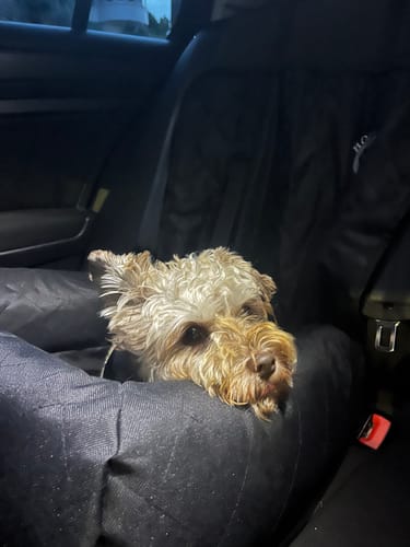 Customer photo review of Car Seat Cover