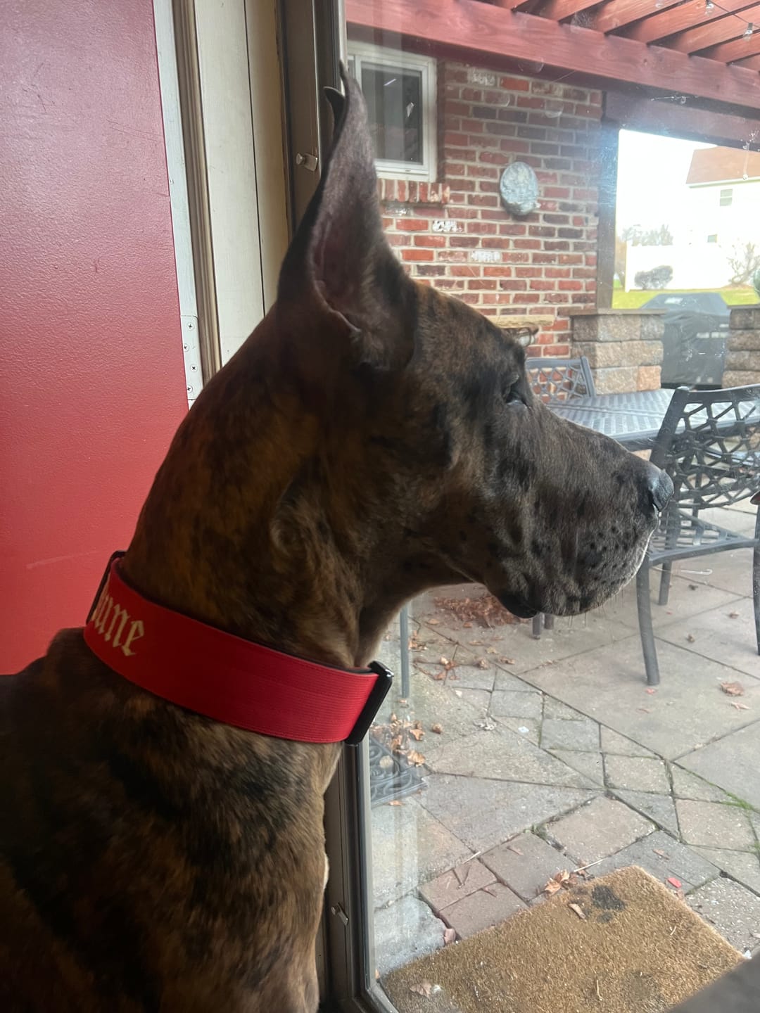 Customer photo review of 5cm Combat® Collar | With Handle & Rated Clip - Red v2.0