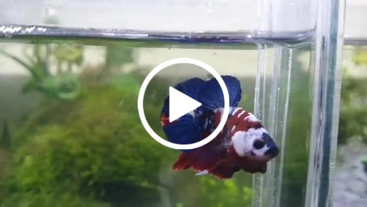 Customer video review of Koi Red Galaxy Male Betta Fish High Grade | Buy 4 Get 1 Free | Mystery Betta