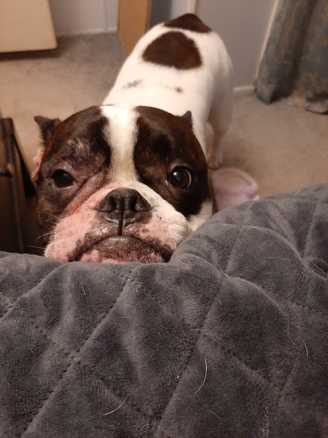 Customer photo review of Dog Allergy & Immune Support Remedy