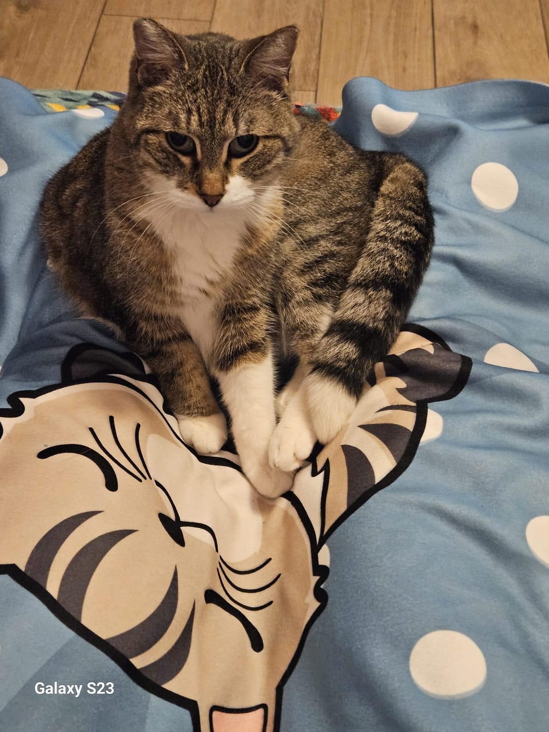 Customer photo review of Tempo di coccole con gli animali domestici (Singolo) - Plaid personalizzato