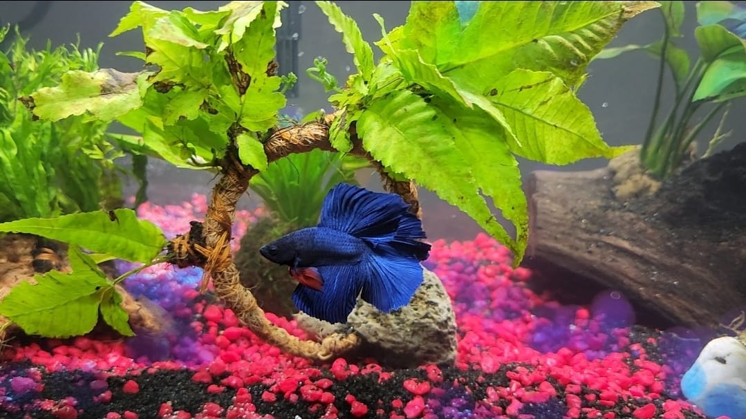Customer photo review of Super Blue Halfmoon Male Betta Fish