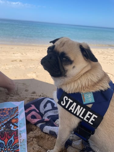 Customer photo review of Dog Harness