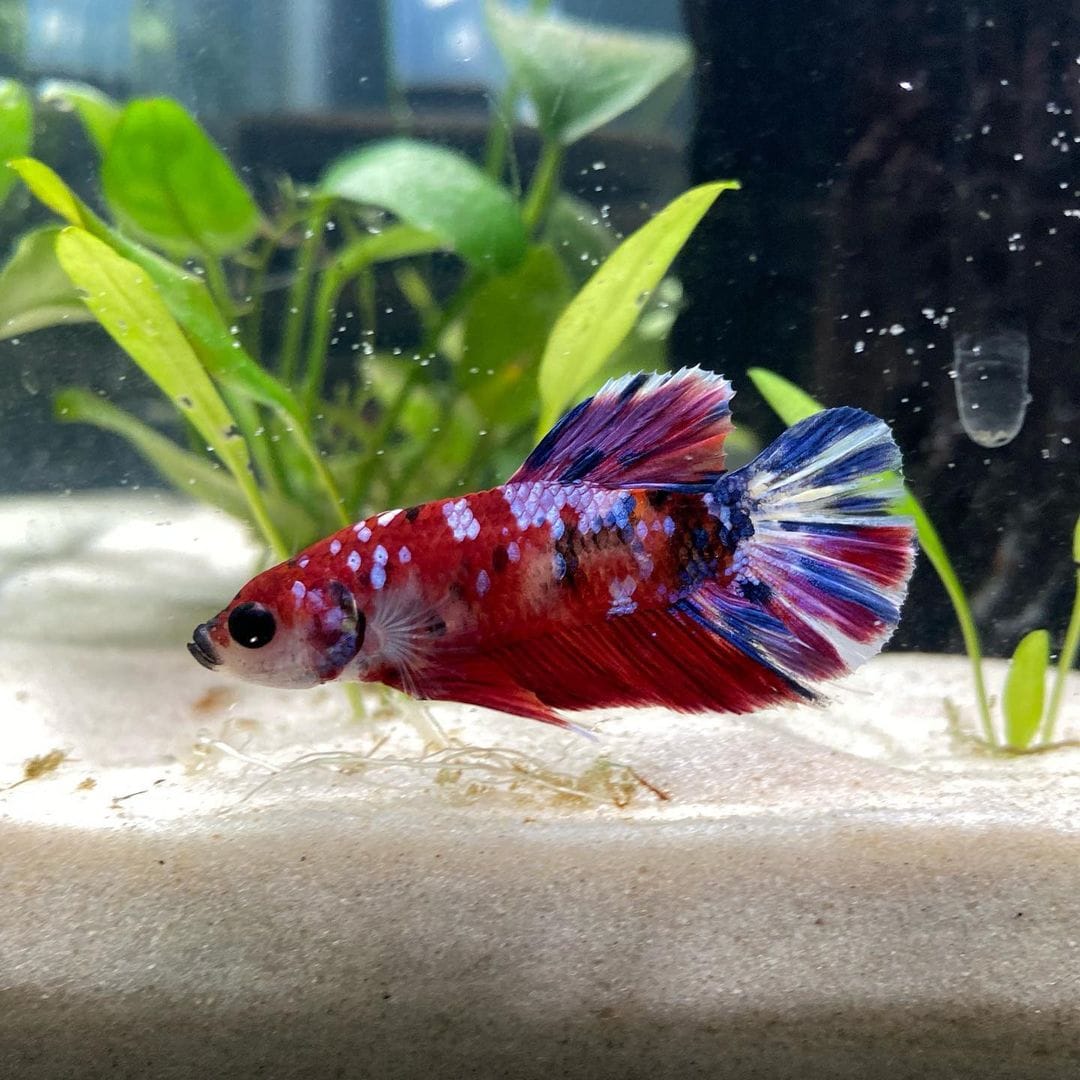 Customer photo review of Koi Red Galaxy Male Betta Fish High Grade | Buy 4 Get 1 Free | Mystery Betta