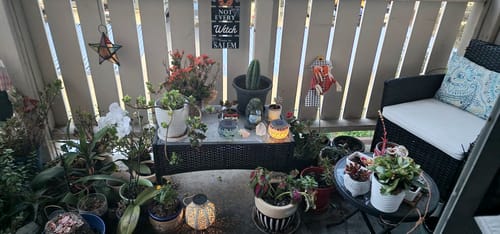 Customer photo review of TPQC | Peruvian Torch | Trichocereus Peruvianus Quasi Cristata