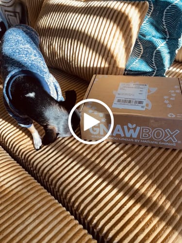 Customer video review of Small Gnaw Box