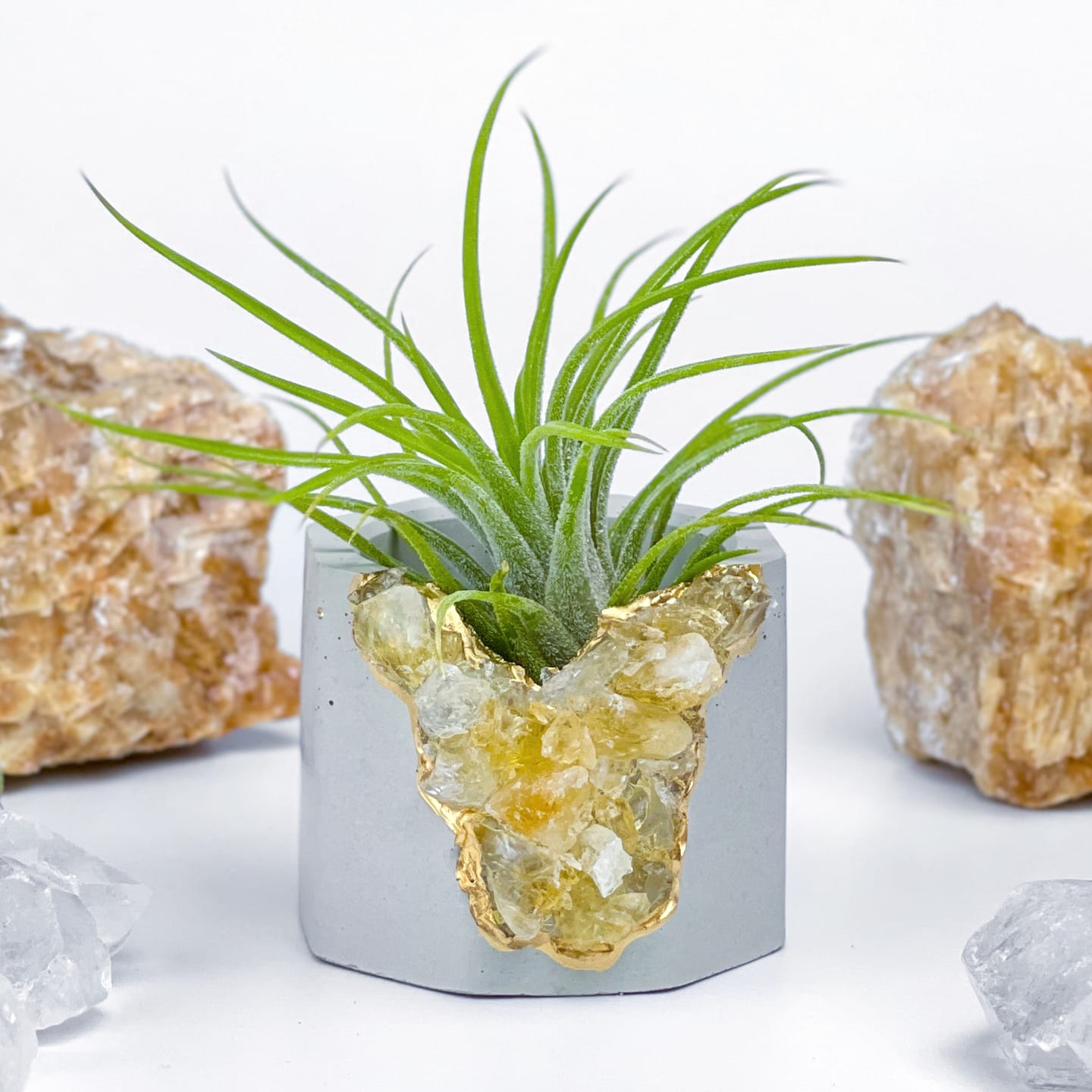 Customer photo review of Wholesale Ionantha Guatemala Medium  (Minimum Order 10)