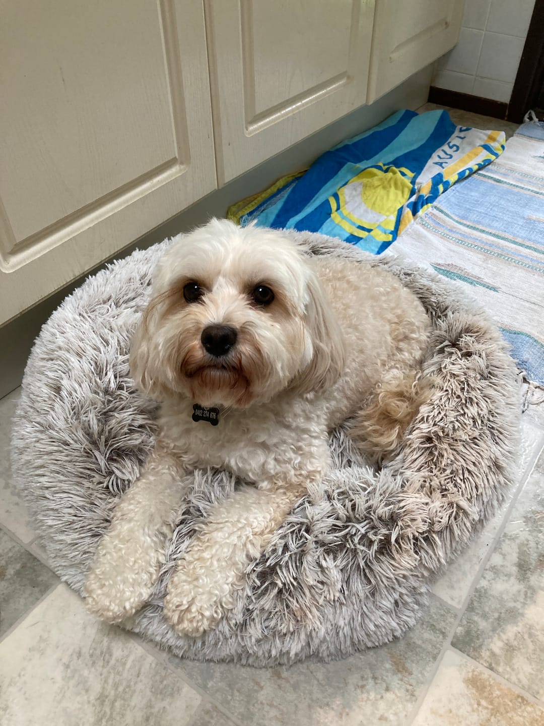 Customer photo review of Spare Calming Dog Bed Cover