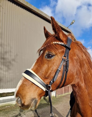 Customer photo review of Harmony Bridle - gebisslose Trense