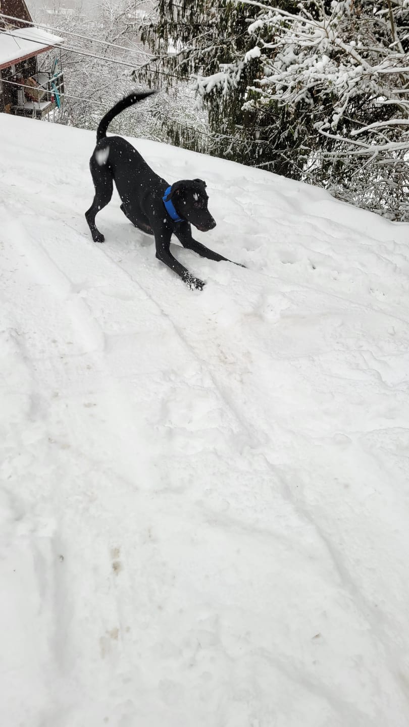 Customer photo review of 2" Tactik Dog Collar - Cobalt