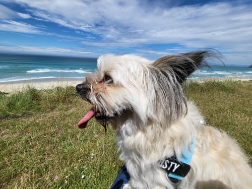 Customer photo review of Bungee Dog Leash