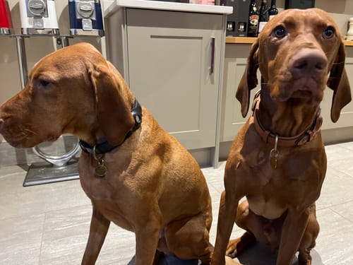 Customer photo review of Keepaws™ Leather AirTag Collar