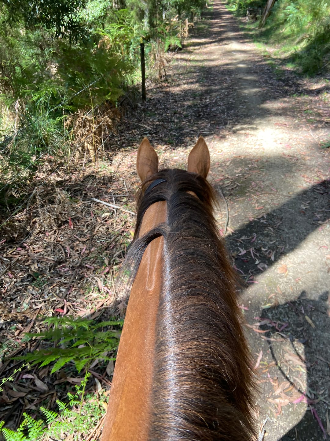 Customer photo review of Flexible Glossy Groomer