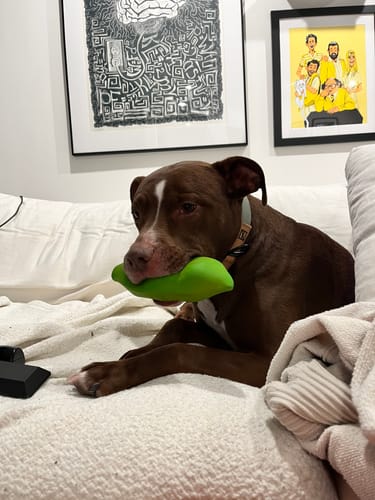 Customer photo review of Sage Collar - Recycled Ripstop