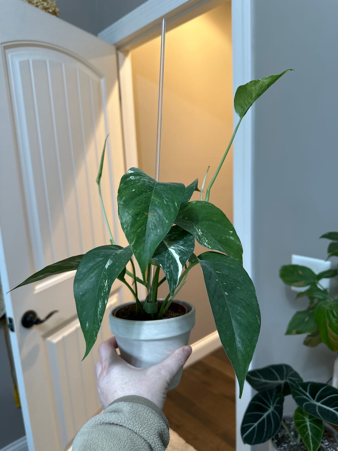 Customer photo review of Pothos Epipremnum pinnatum albo variegata
