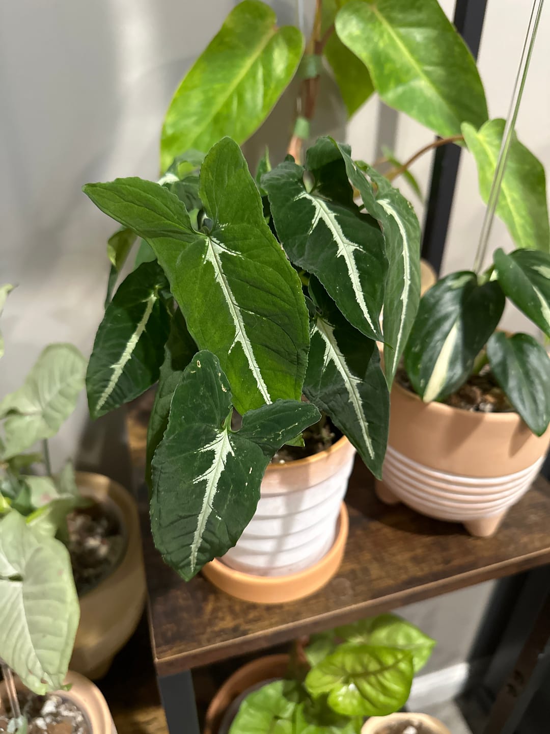 Customer photo review of Syngonium wendlandii