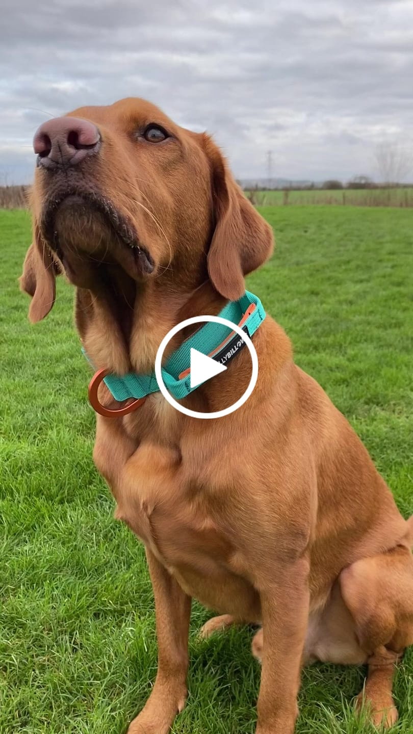 Customer video review of 4cm LIGHTER Combat® Collar | With Handle Rated Clip - Turquoise & Orange