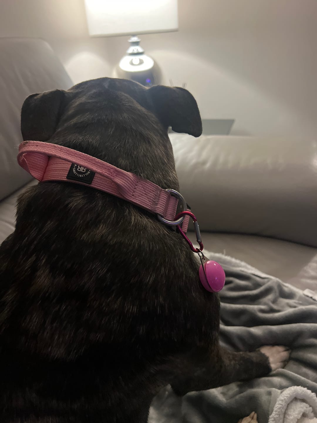 Customer photo review of 2.5cm Combat® Collar | With Handle & Rated Clip - Pink v2.0