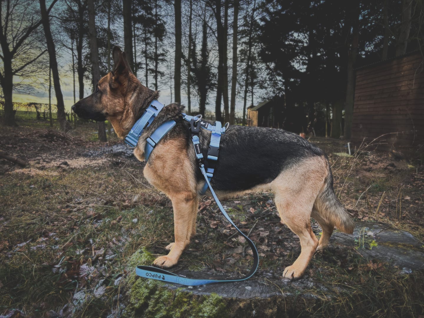 Customer photo review of Ultra Harness - Anti pull - Sky blue
