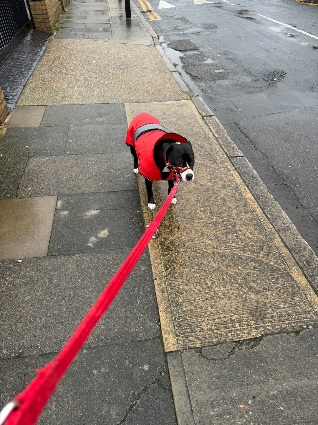 Customer photo review of Double Ended Training Lead | All Breeds - Durable & Soft 2m Lead - Red