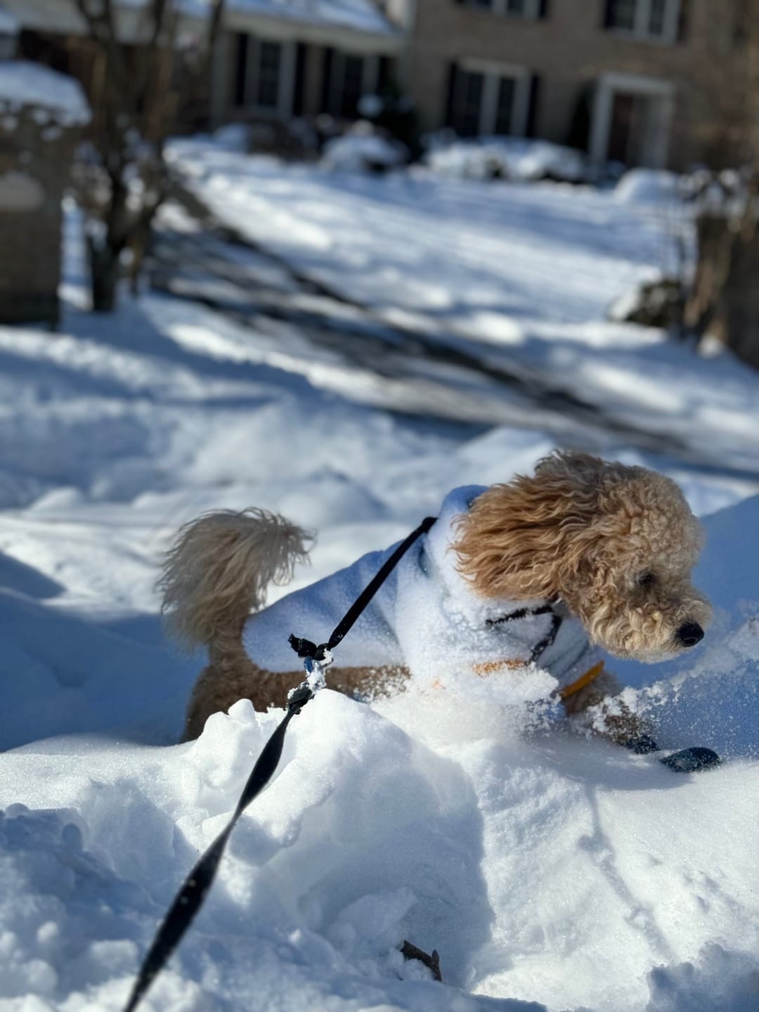 Customer photo review of Monkey Fleece Jacket