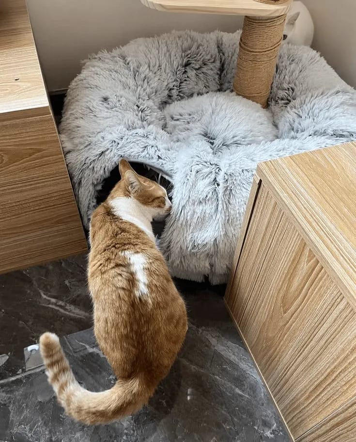 Customer photo review of 2 in 1 Tunnel Bed