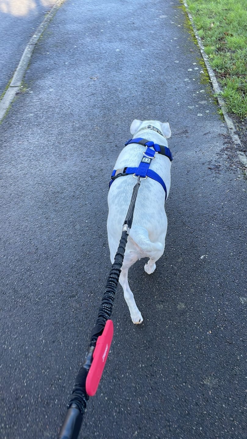 Customer photo review of TRI-Harness® | Anti-Pull, Adjustable & Durable - Dog Trainers Choice -  Blue v2.0