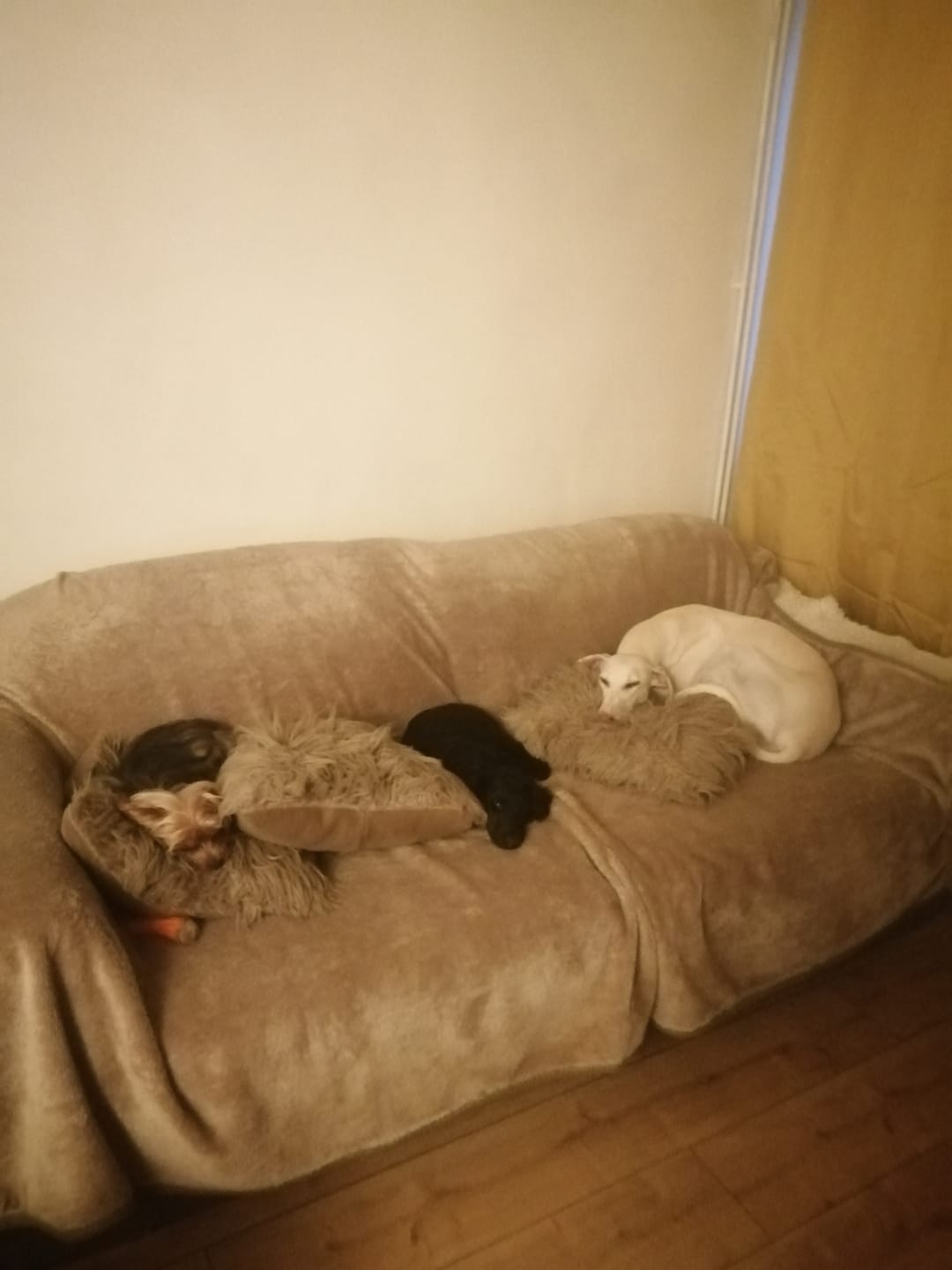 Customer photo review of MultiProtein Dry Puppy Food