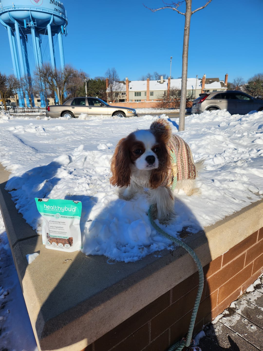 Customer photo review of Beef Lung Wafers
