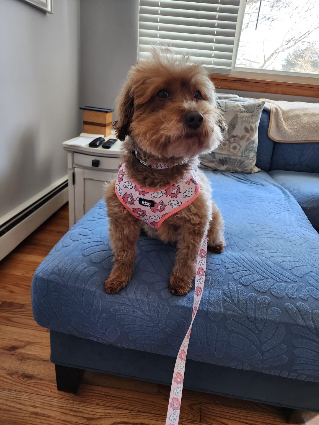 Customer photo review of Adjustable Dog Harness - Pigasus