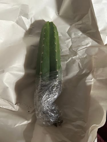 Customer photo review of San Pedro Cactus | Echinopsis (Trichocereus) pachanoi