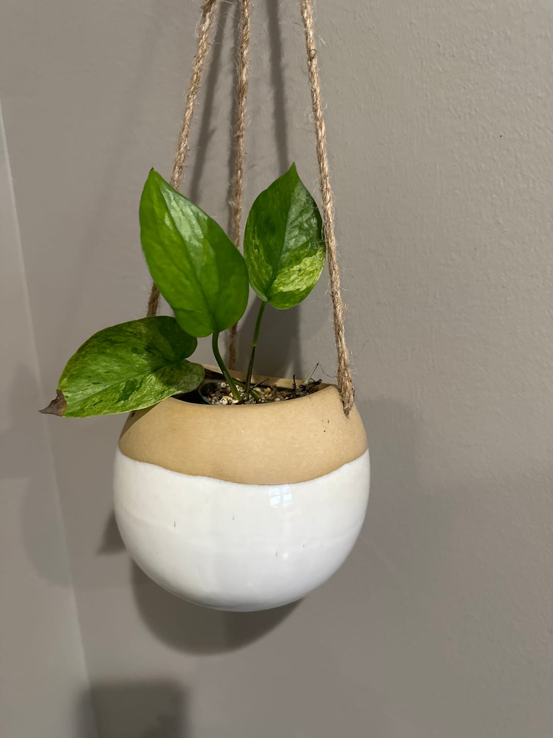 Customer photo review of Pothos Epipremnum aureum 'Jessenia'