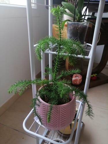 Customer photo review of Porte Plante intérieur multi-niveaux