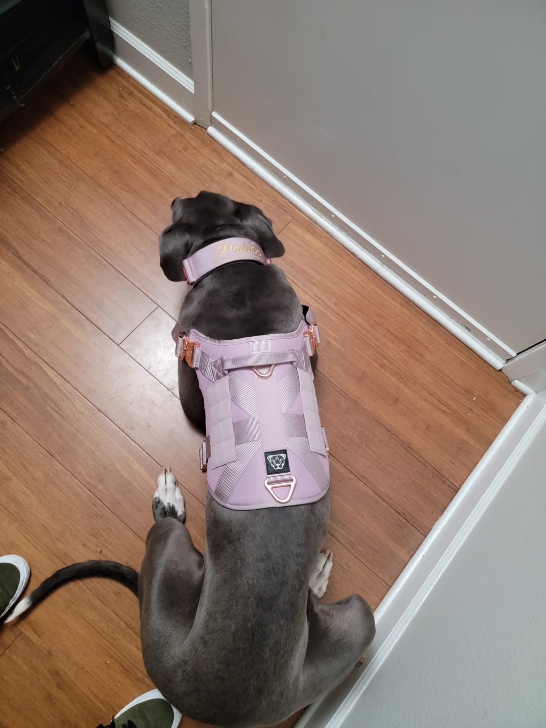 Customer photo review of HNTR 3.0 Dog Harness - Sofia