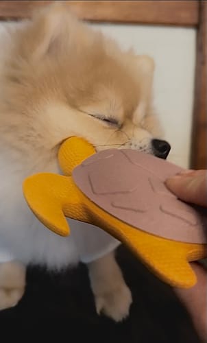 Customer photo review of Gnaw Guard Foam Toys